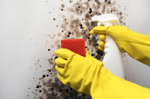 Best Health and Safety Mold Remediation in Blue Rapids, KS