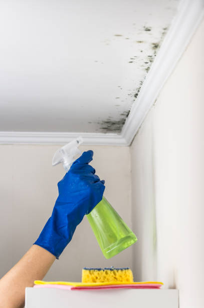 Best Mold Remediation for Schools in Blue Rapids, KS